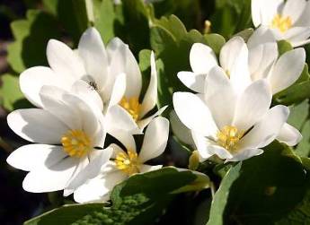 In skin cell Pro Sanguinaria contains Canadensis, which produces the production of white blood cells