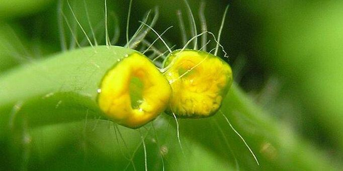 papilloma celandine herb juice