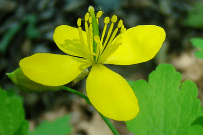 Celandine herb flower for papilloma removal